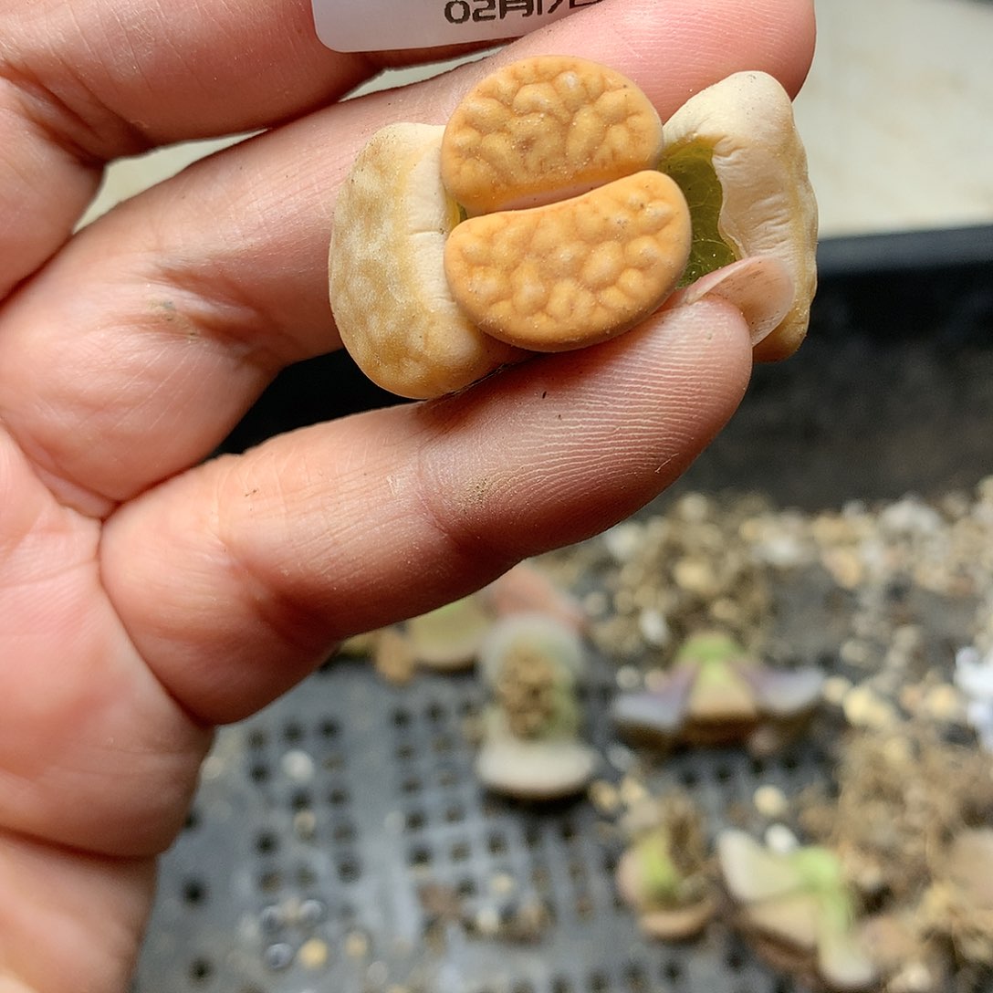 W472多肉植物保护研究所