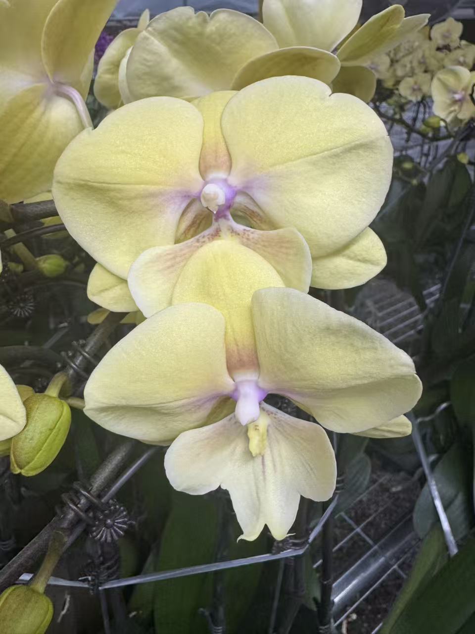 花之恋【大吉大利】蝴蝶兰鲜花