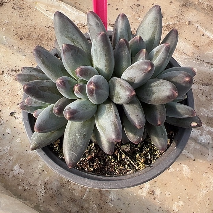 小紫欧一物一拍294