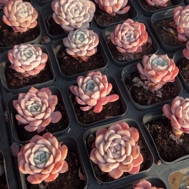 拉菲 满30包邮发货