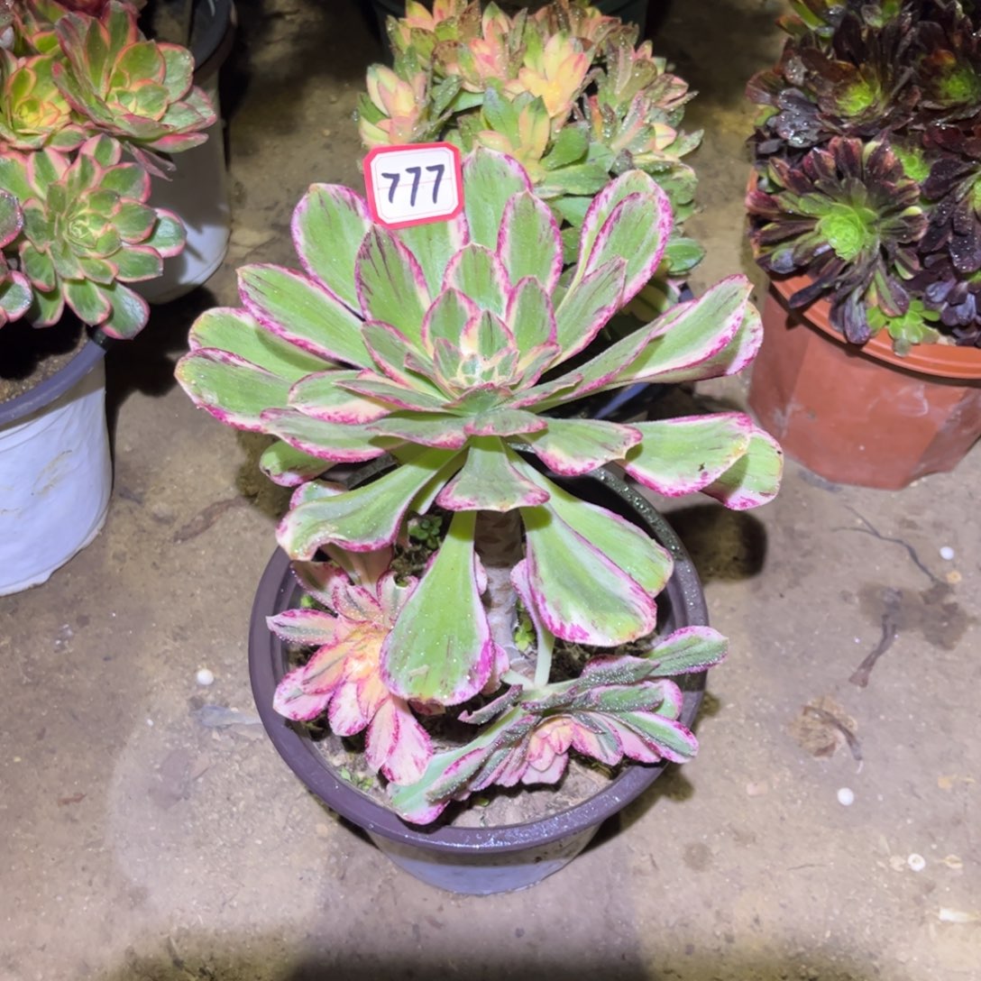 777多肉植物V锦锦