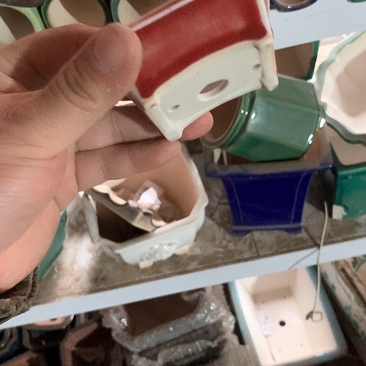 紫砂我要不去我也想做