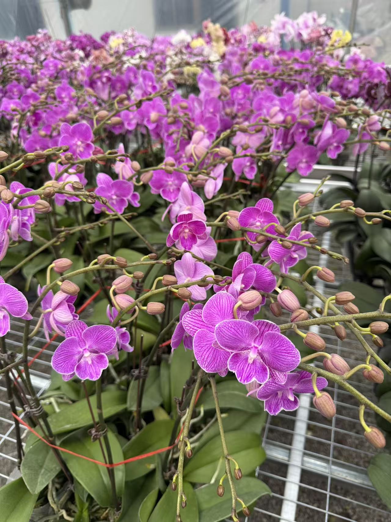 兰屿 LYSLAND【CH1977】蝴蝶兰鲜花盆栽