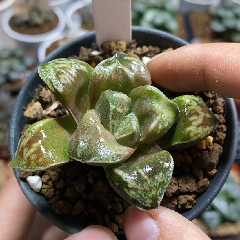 【闪购商品】342铜雀台