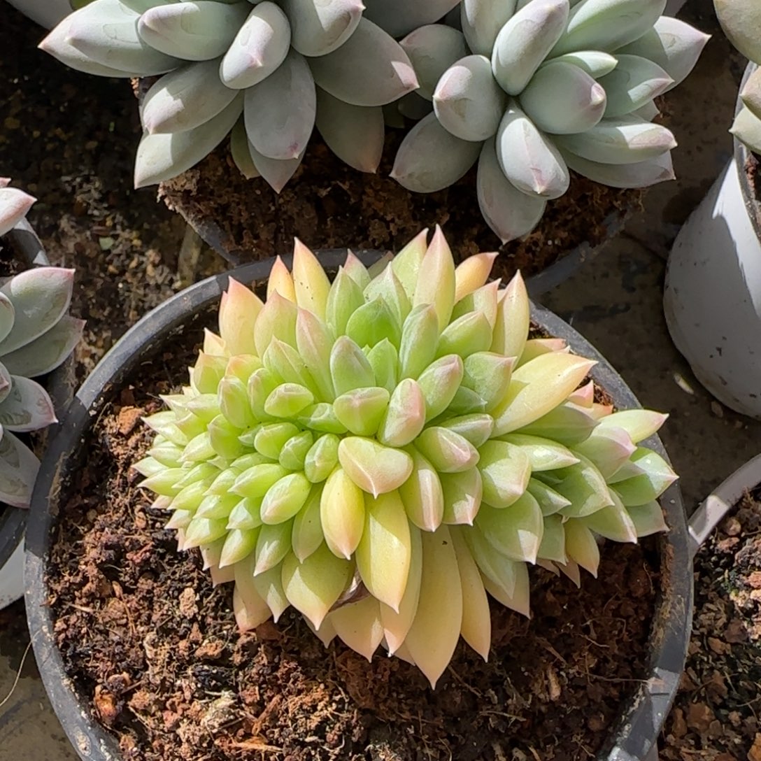多肉植物多肉植物