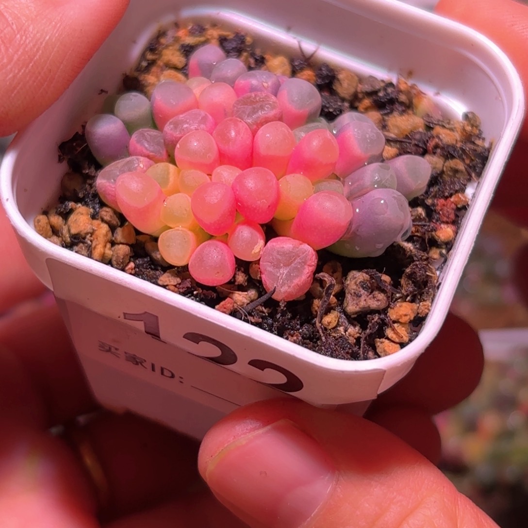 122号五十铃玉锦多肉植物锦一物一拍带盆土