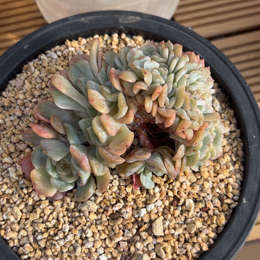 用****7用户专拍融晶缀（寄养包一个月生死）