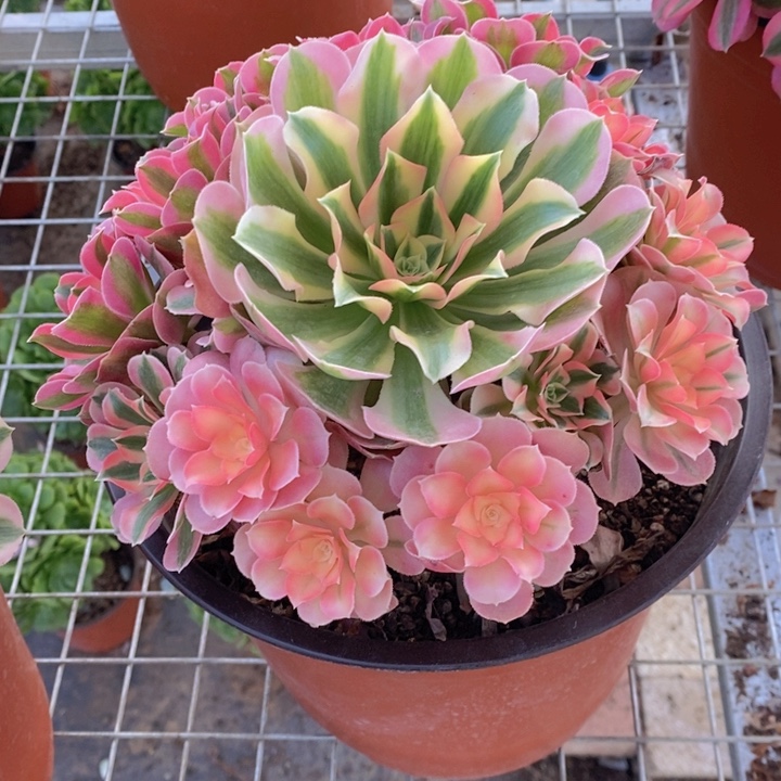 闪购法师1棵粉女巫一颗