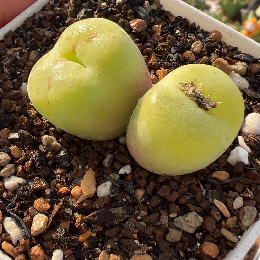 681多肉植物种类多样