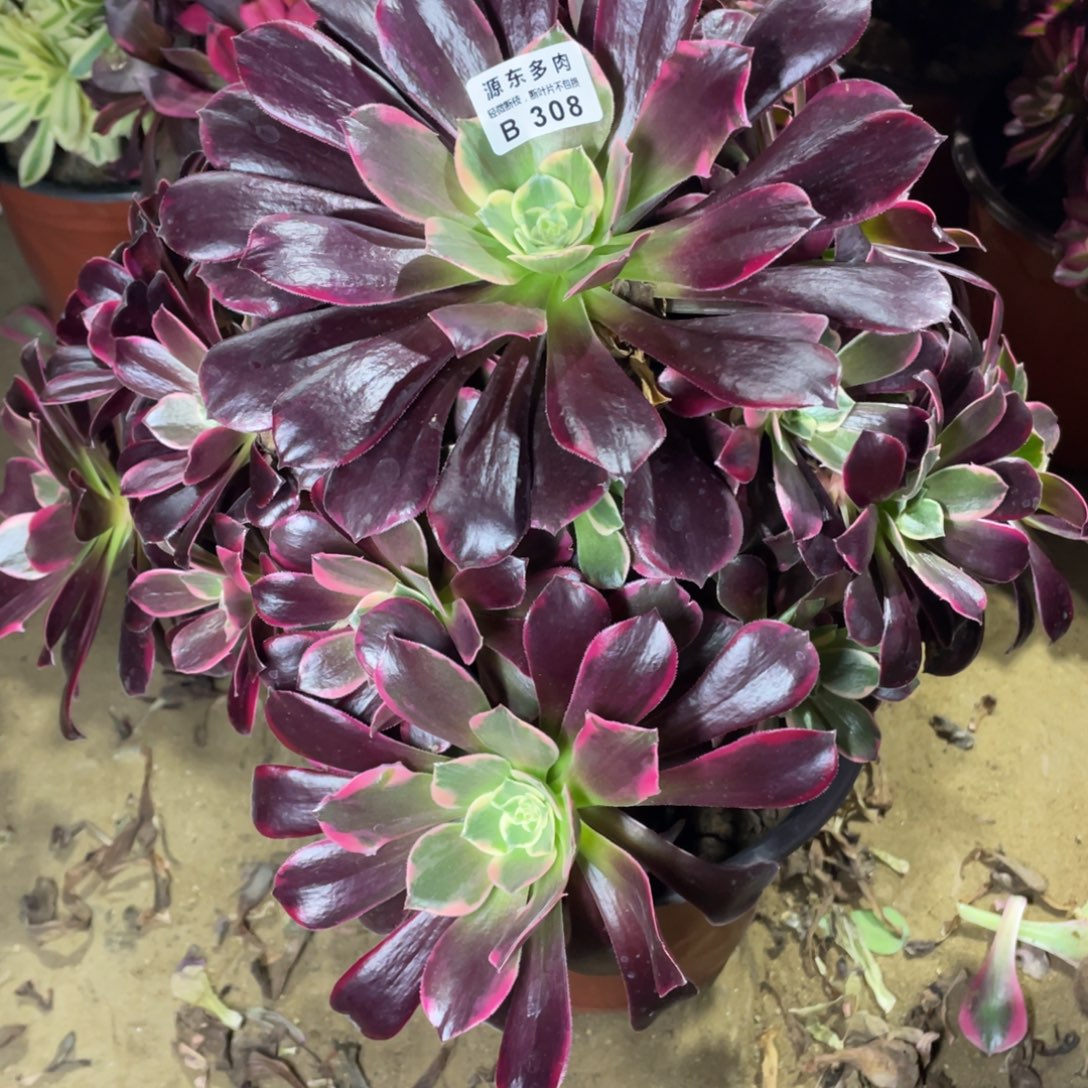 308金丝多肉法师断枝不包