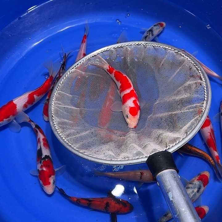 同***苦海水鱼哈哈哥哥发过一个劲？好