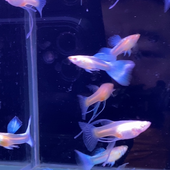 孔雀鱼小蓝白c10条