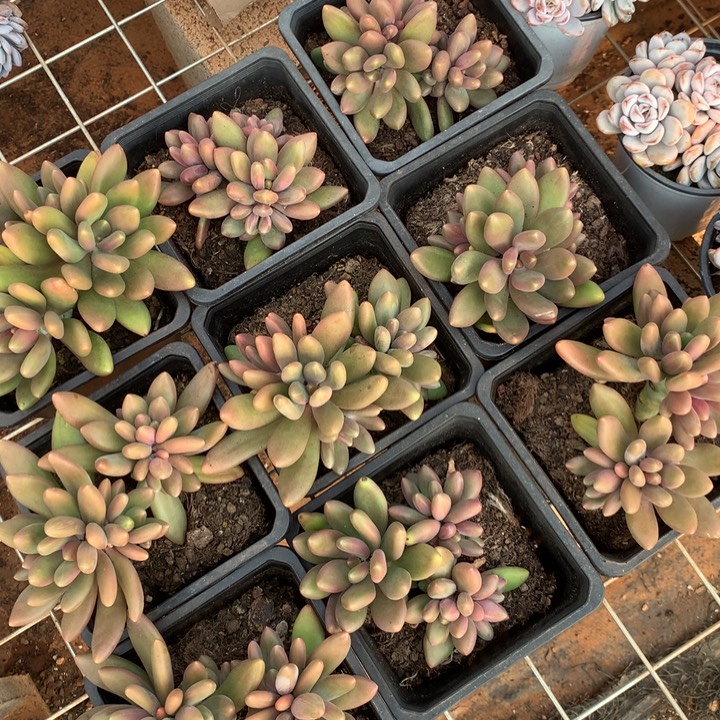 正版芒果奶多肉植物