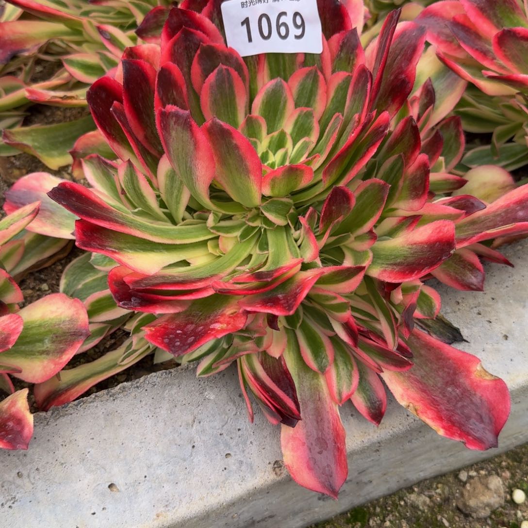 1069洛神。多肉植物