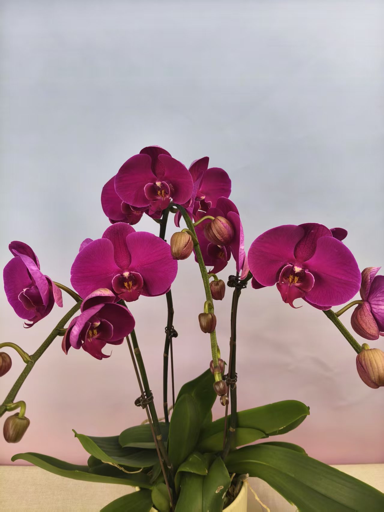 蝴蝶兰【大辣椒】花苗盆栽带花剑花苞客厅室内四季好养观赏花卉