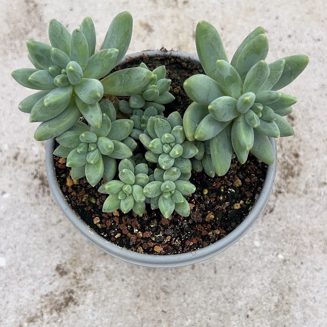 阿迪达斯多肉植物