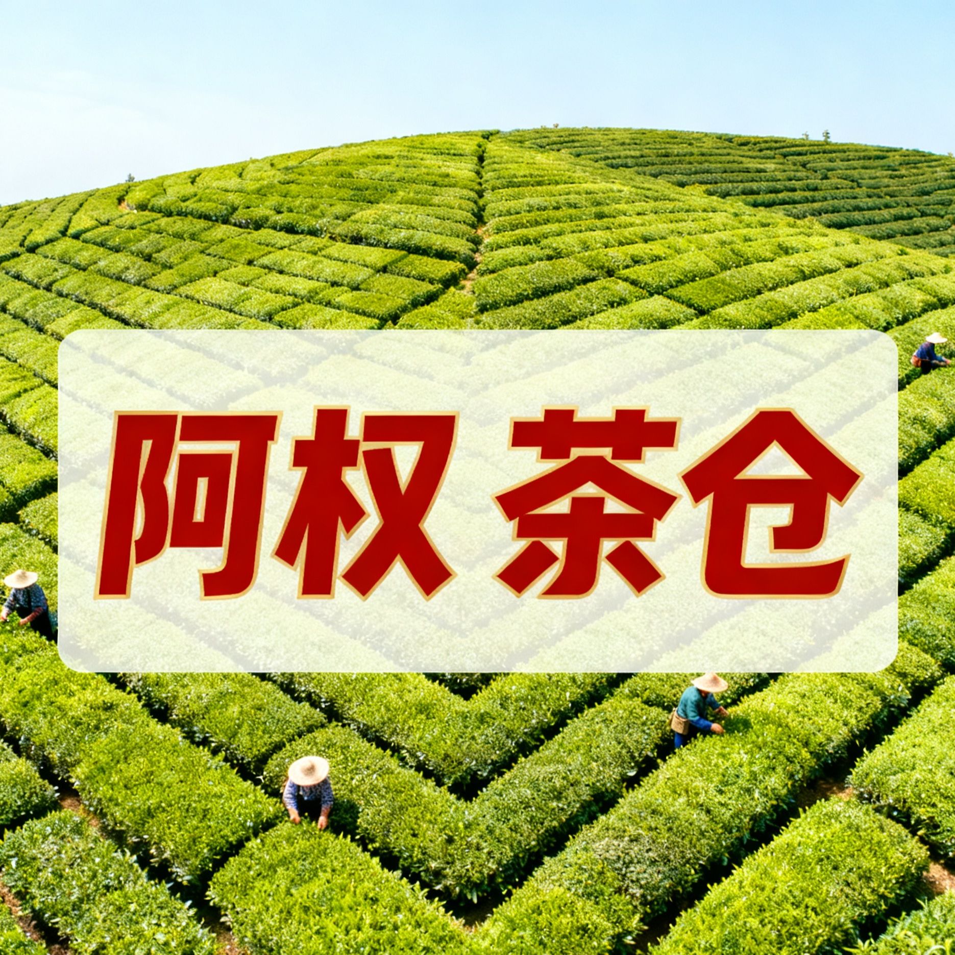 阿权茶仓 招牌款专场-以品质认识阿权【此链接请勿拍】