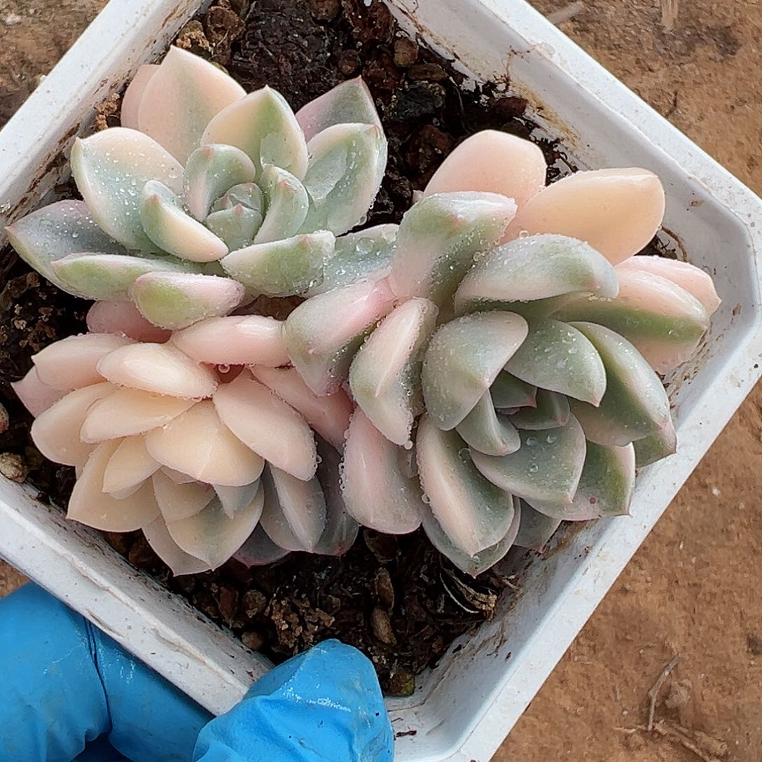 红粉佳人锦底座，介意慎拍