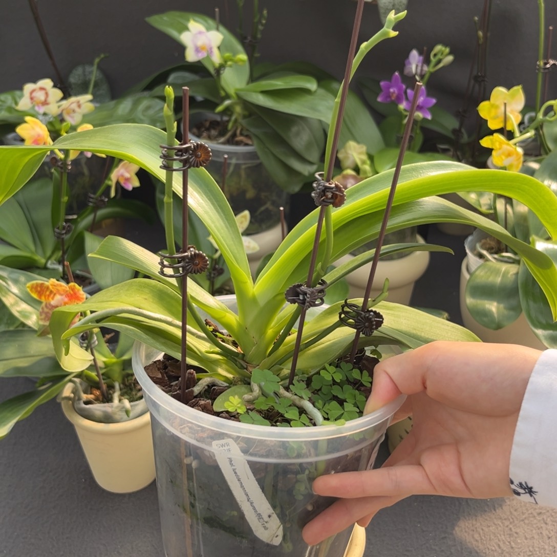 无花朵4寸特红路德抽梗苗