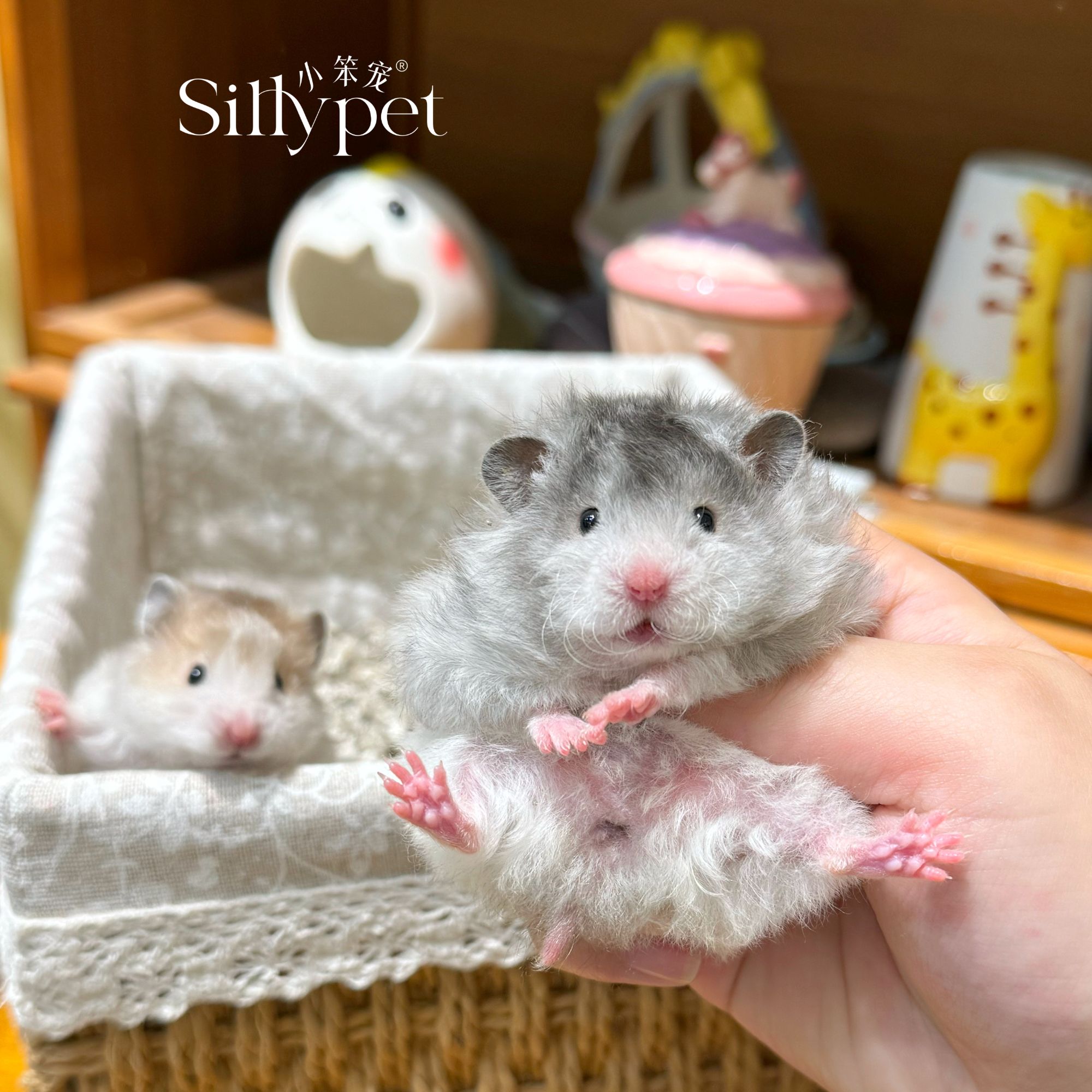 小笨宠【一只笨鼠】长毛金丝熊小笨宠精品科养波利大体丰富嫁妆