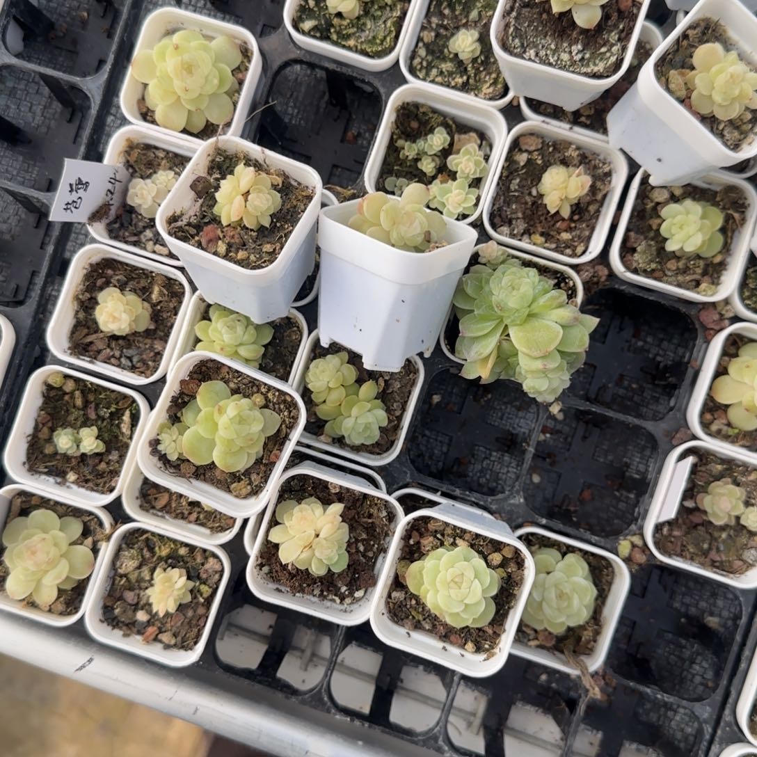 苍雪盆8床一个满25包邮