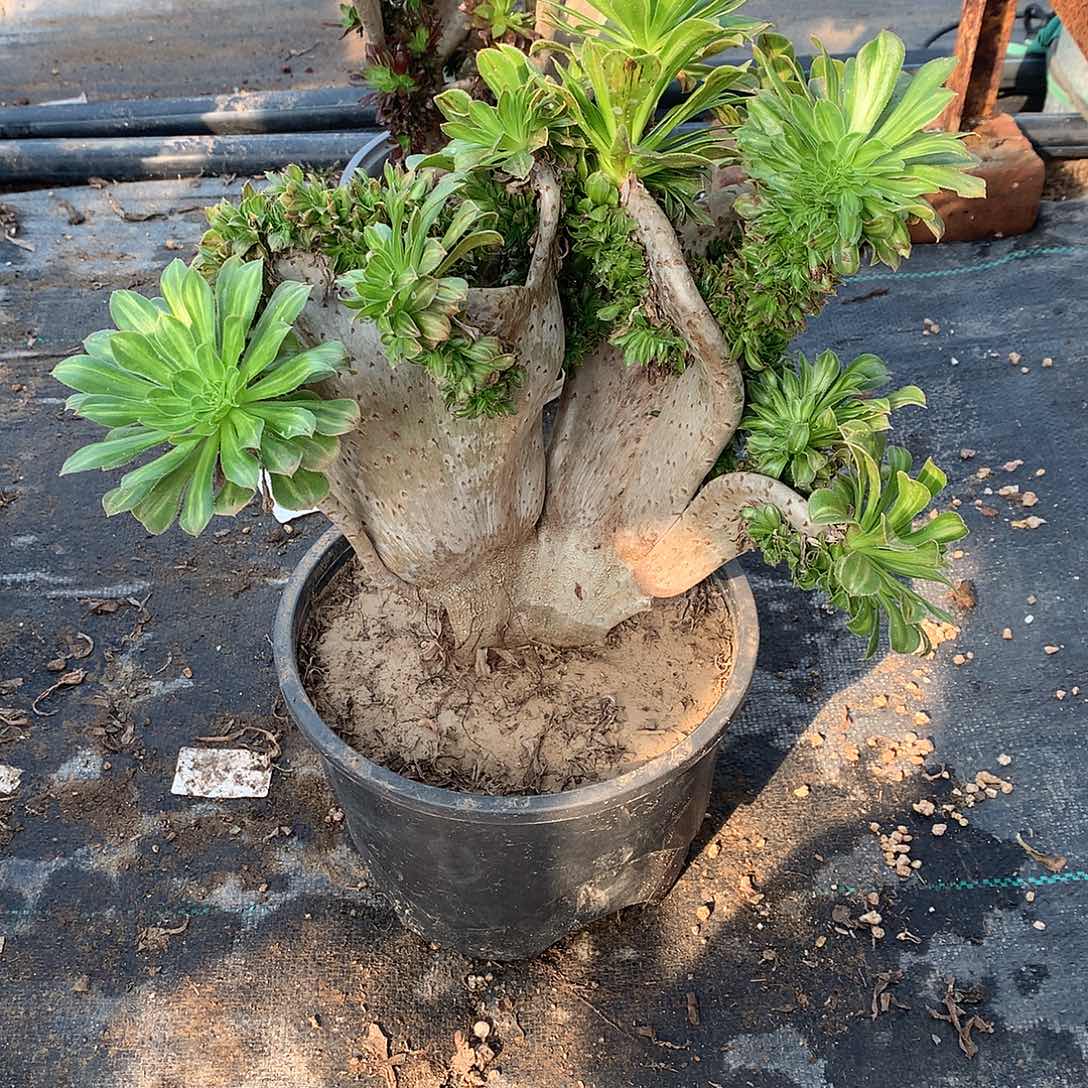 碧螺春缀化缀化了一