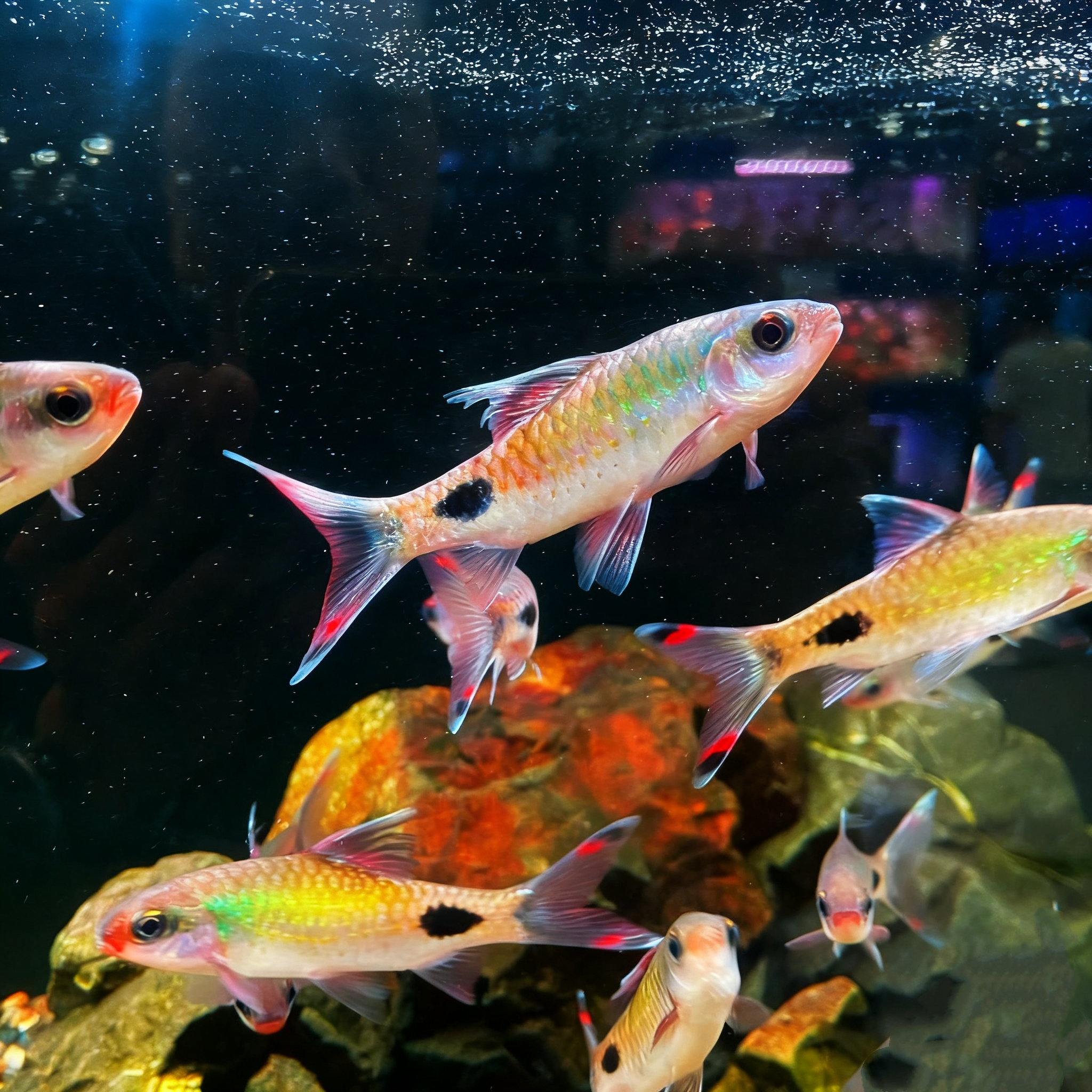 紫红两点鲫观赏鱼彩虹条纹冷水耐活原生小型群游鱼好养活体鱼苗