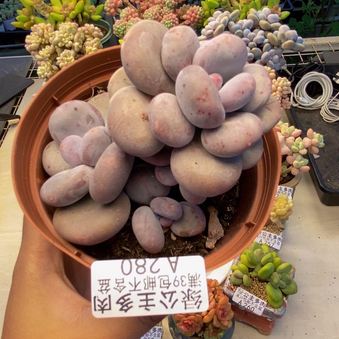 280大叶奶多肉9c m