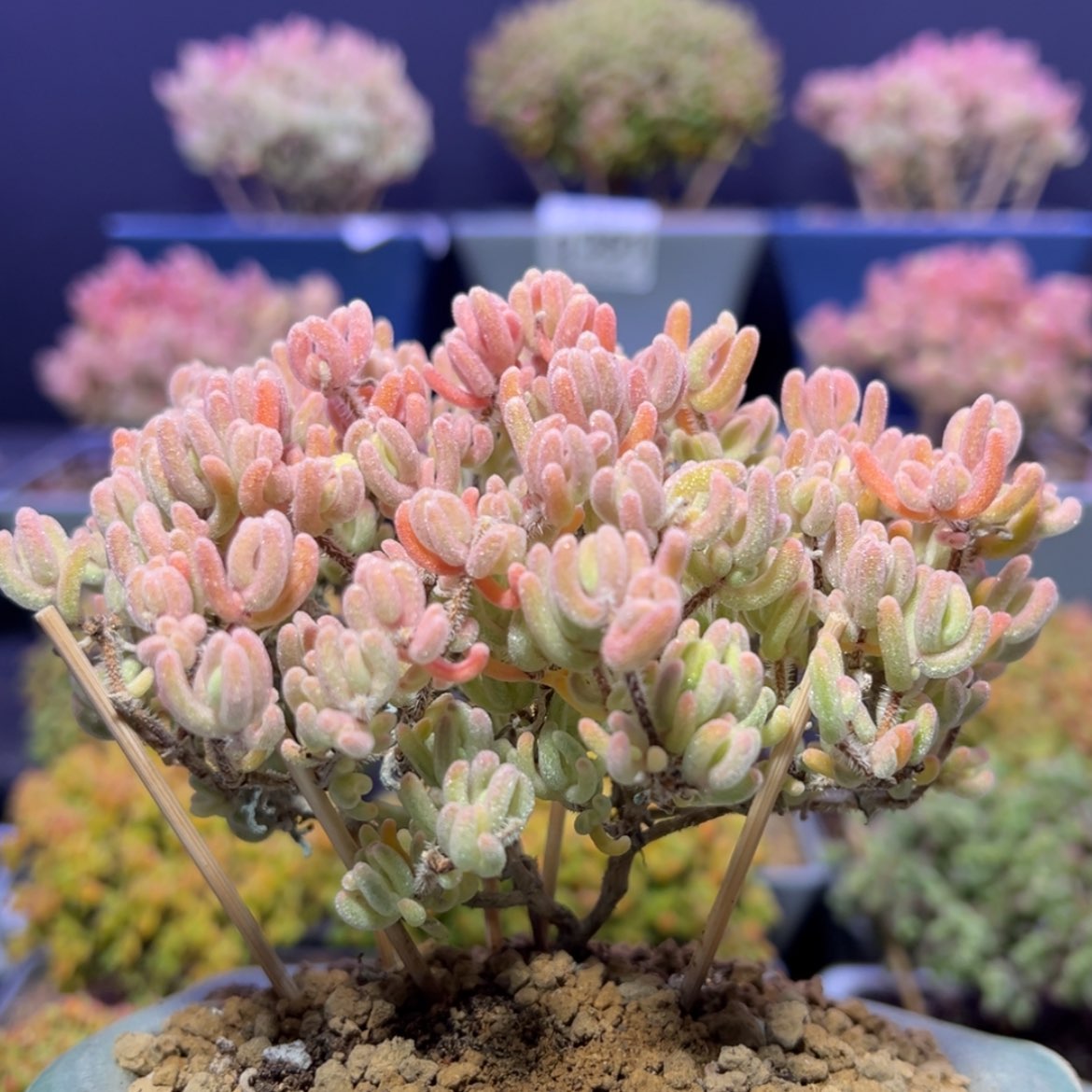 【闪购商品】d485橙叶锦枝干番杏不含盆