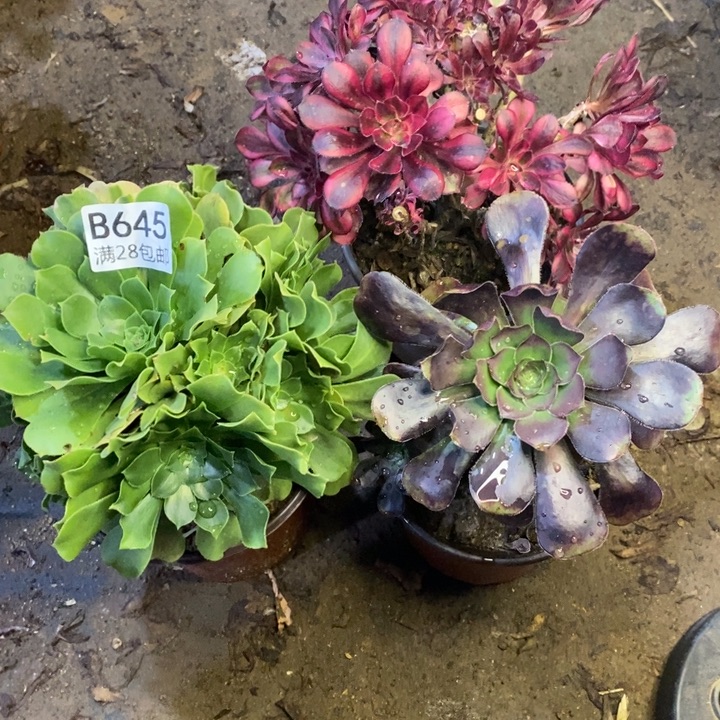 3颗多肉断头不包645