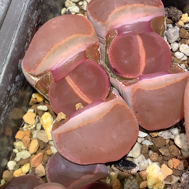 狗**坤精品多肉植物大战僵尸