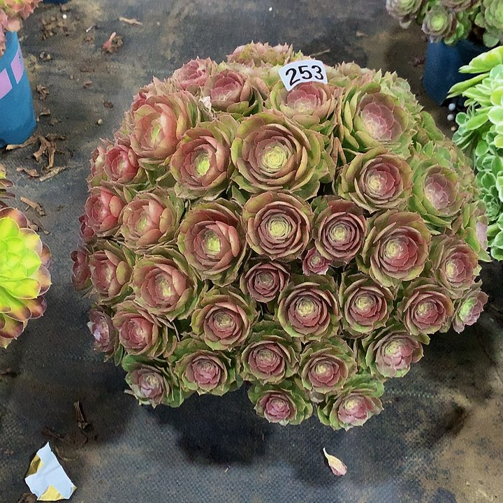 冰多肉万圣节253000