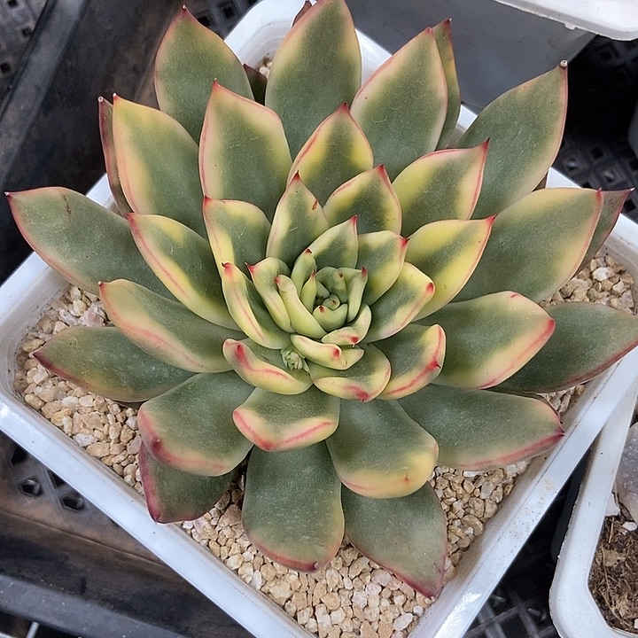 庆山东云锦多肉植物