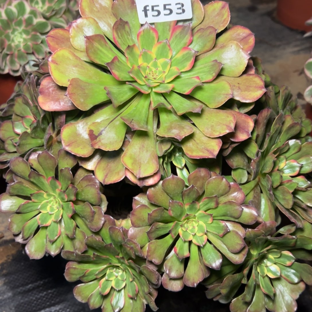 523潘多拉，满20包邮嘟叮熊