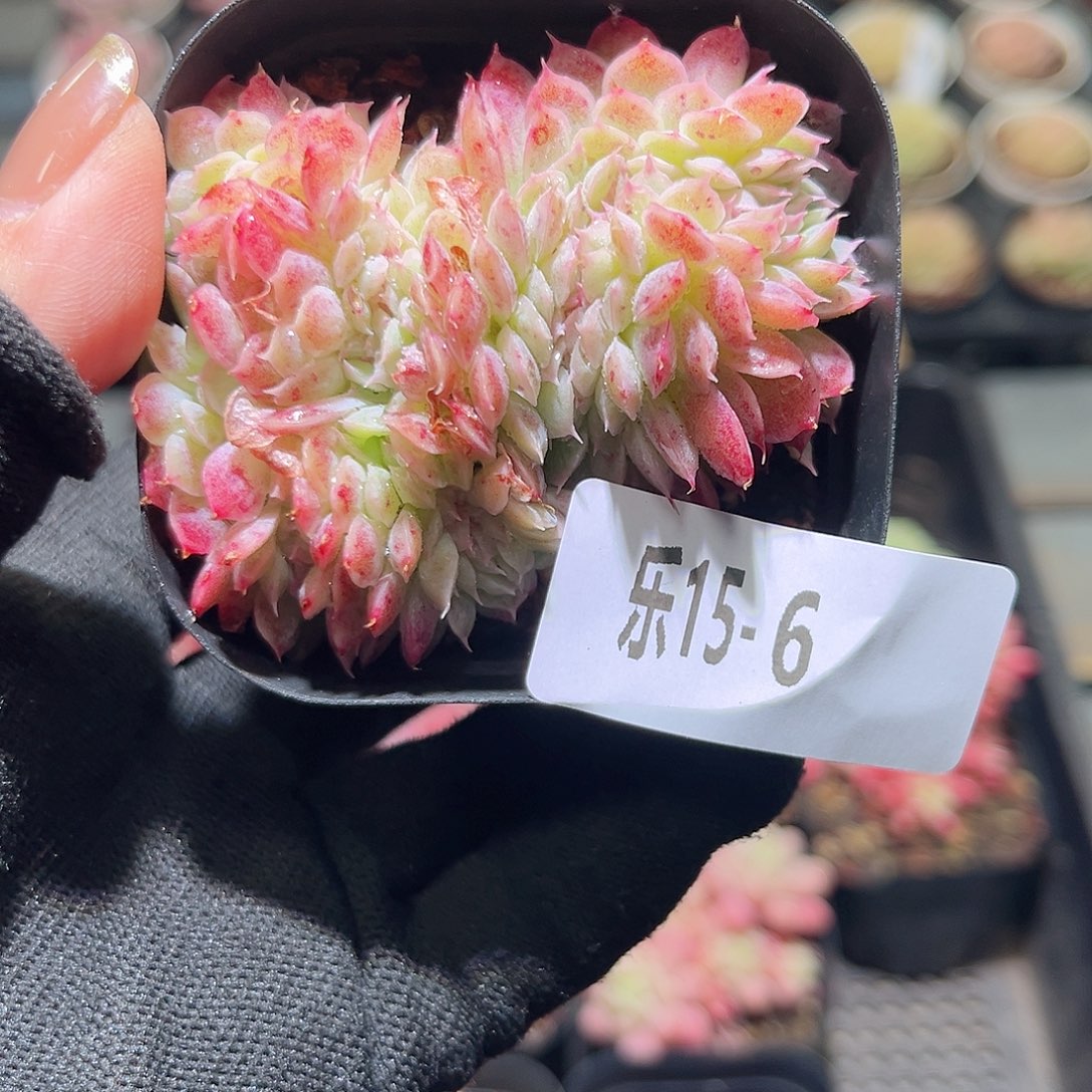 乐15-6 星颖缀化 