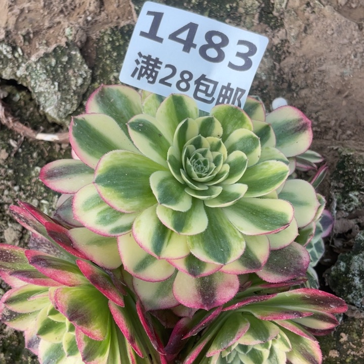 1483二号棚玉子多肉E