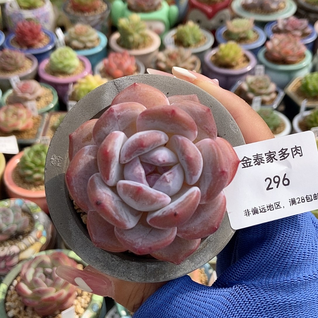 金泰家多肉，296星影