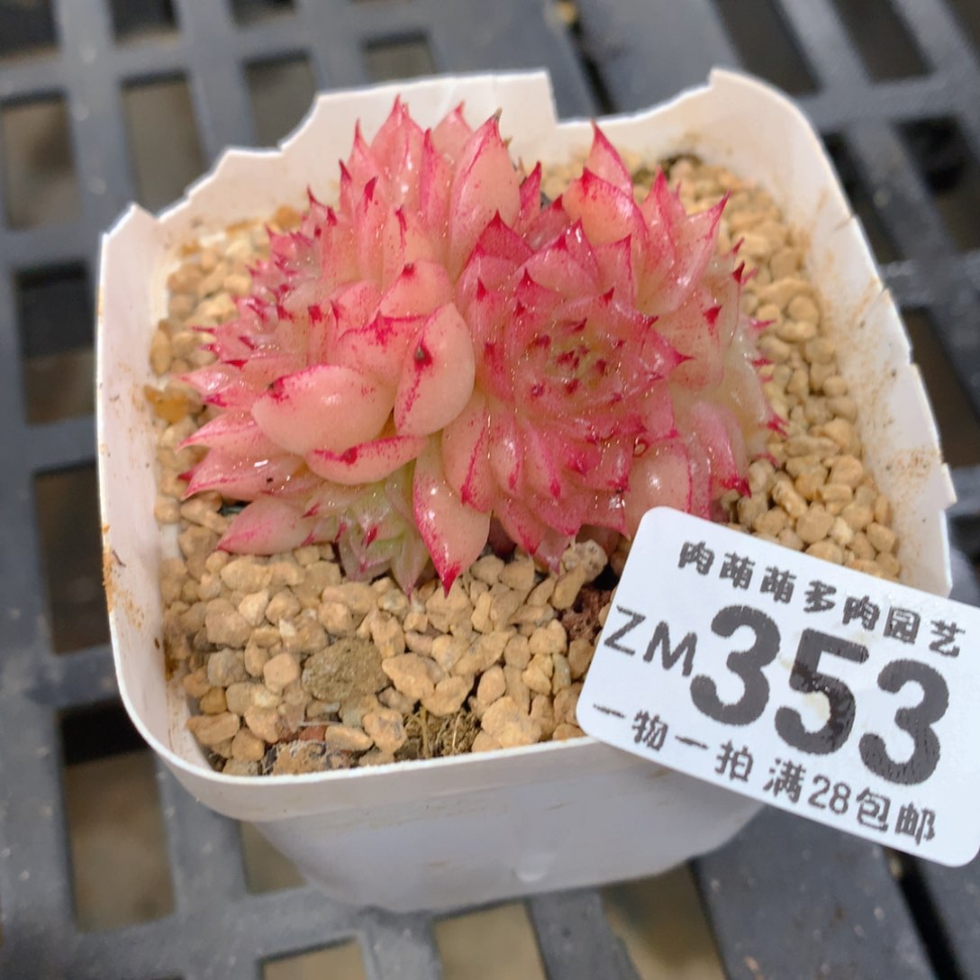 肉萌萌拇指盆精控多肉ZM353