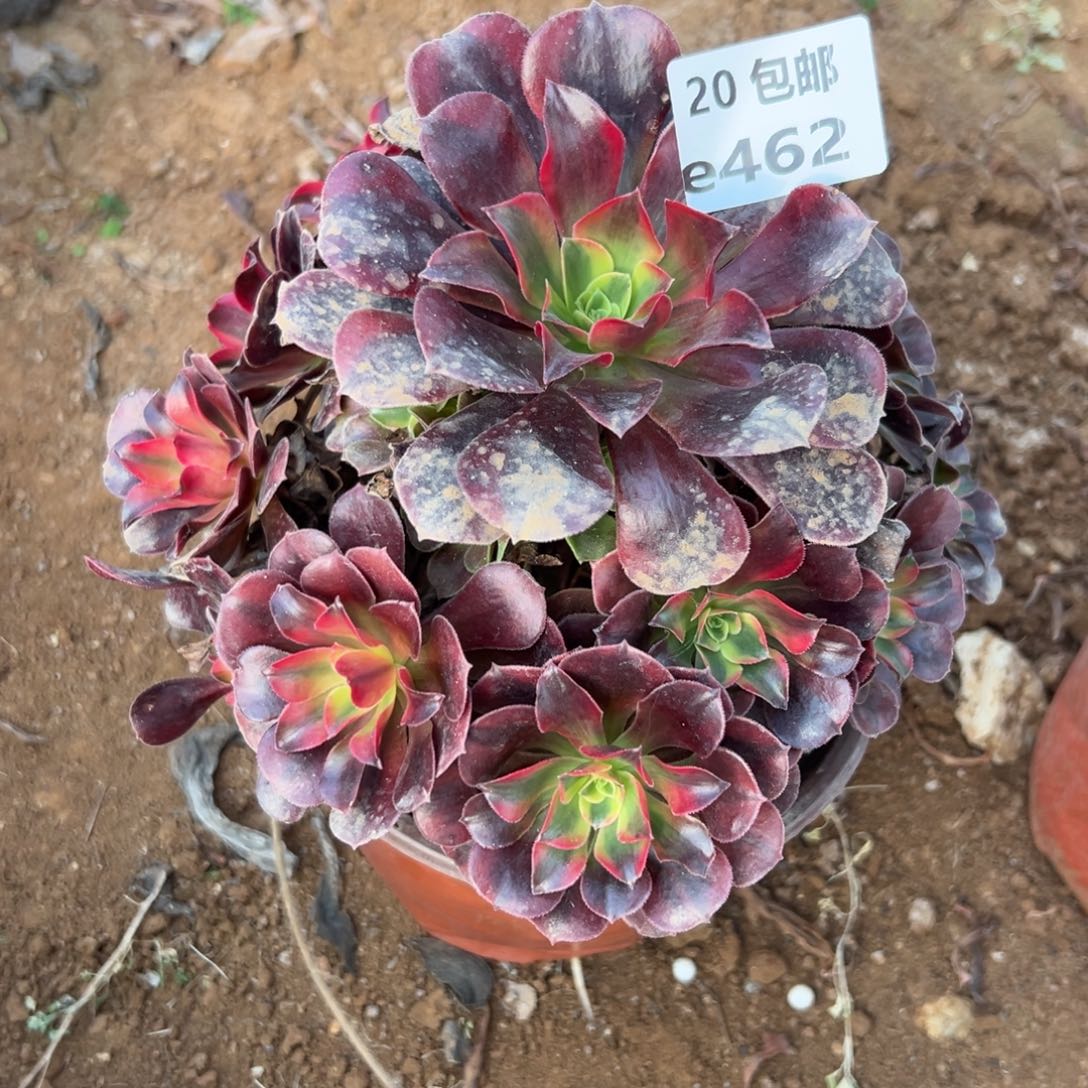 金***沙462凤冠，多肉法师