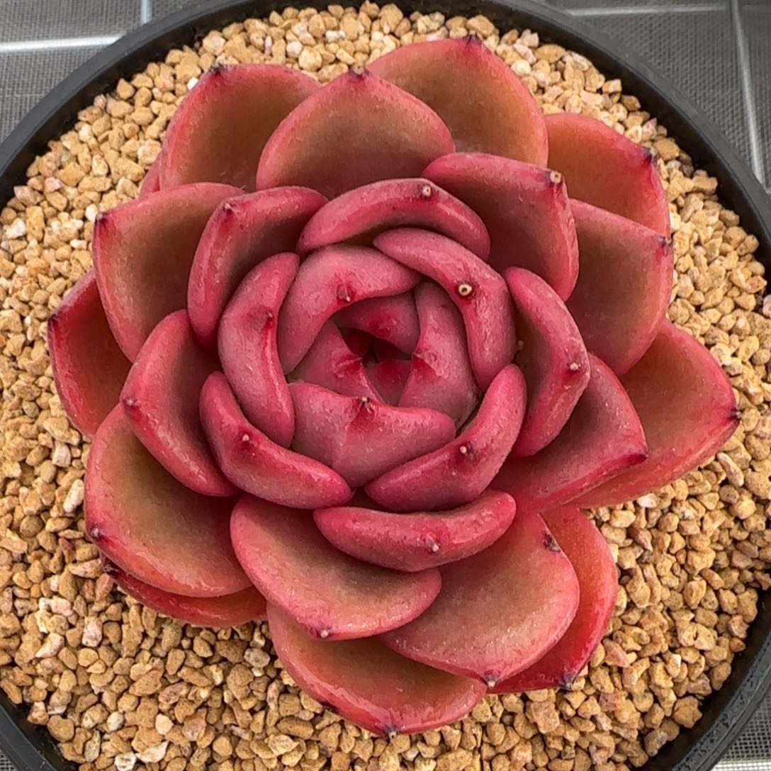 从前慢花园多肉编号q橙