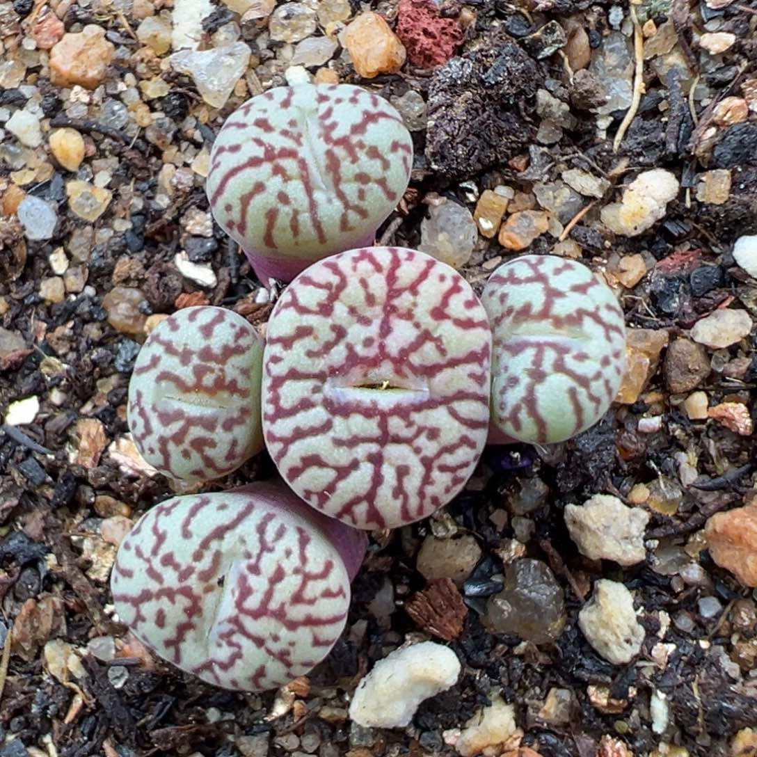 2.25好看的多肉脱土发货955