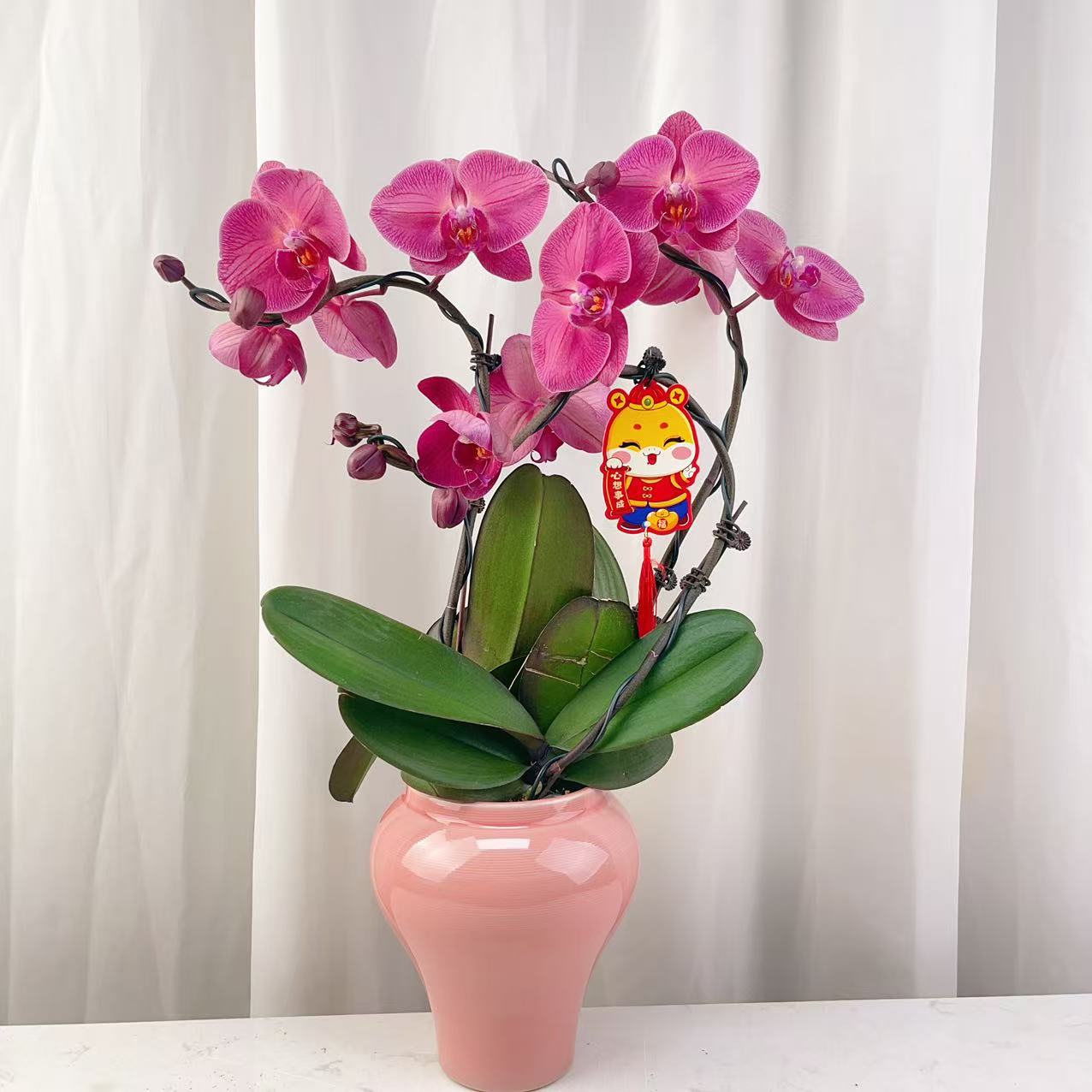 桦艺花卉【纳博纳】蝴蝶兰轻 奢 绿植花卉艺术高级盆栽植株好养