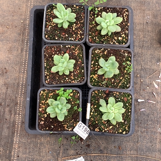 朵唯其随机发 全场默认微瑕7-8天fahq