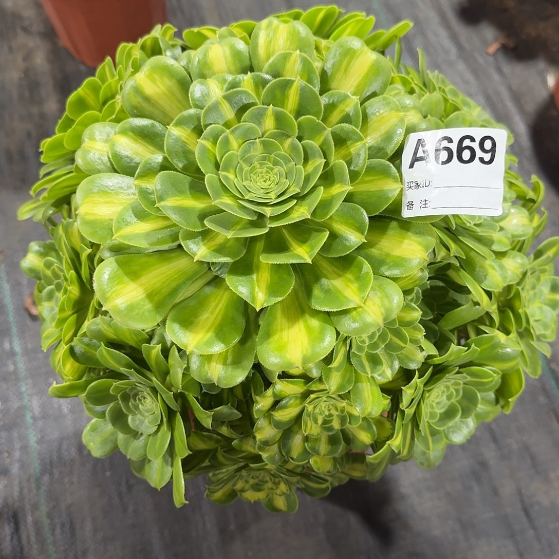 翡翠琉璃法师a669