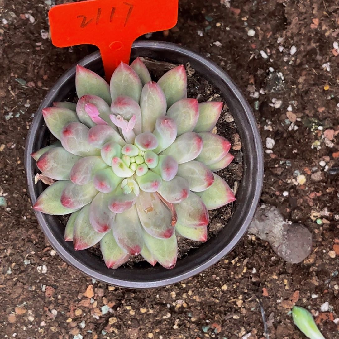 2117号晚上多肉植物群生