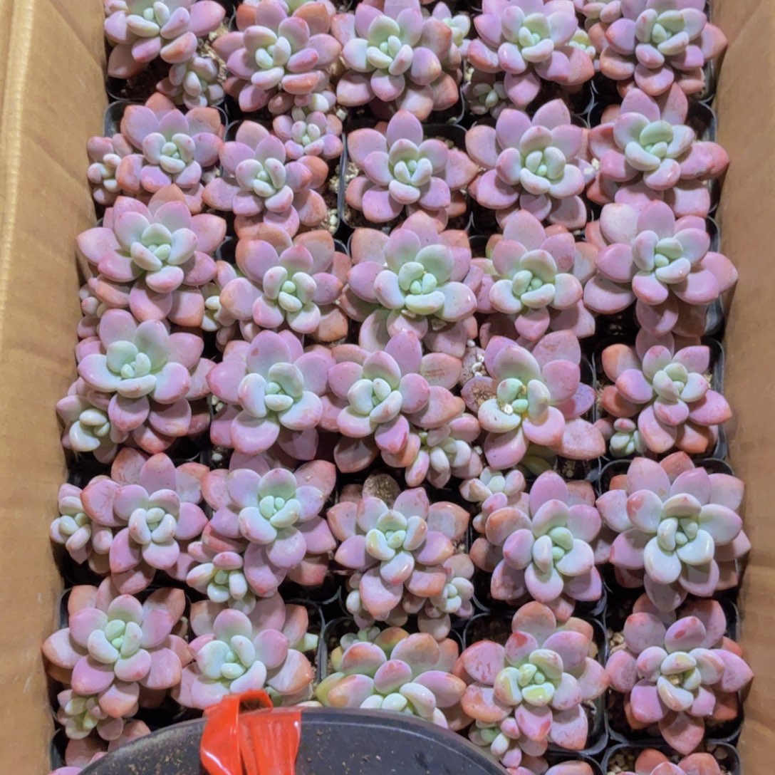 红洛神新品福利一颗