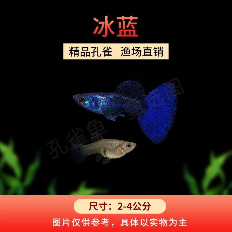 冰蓝孔雀小型热带观赏鱼活体好养耐活适合新手