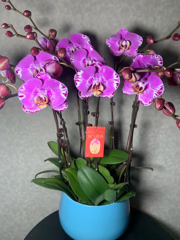 （藏宝图）大花型高级蝴蝶兰