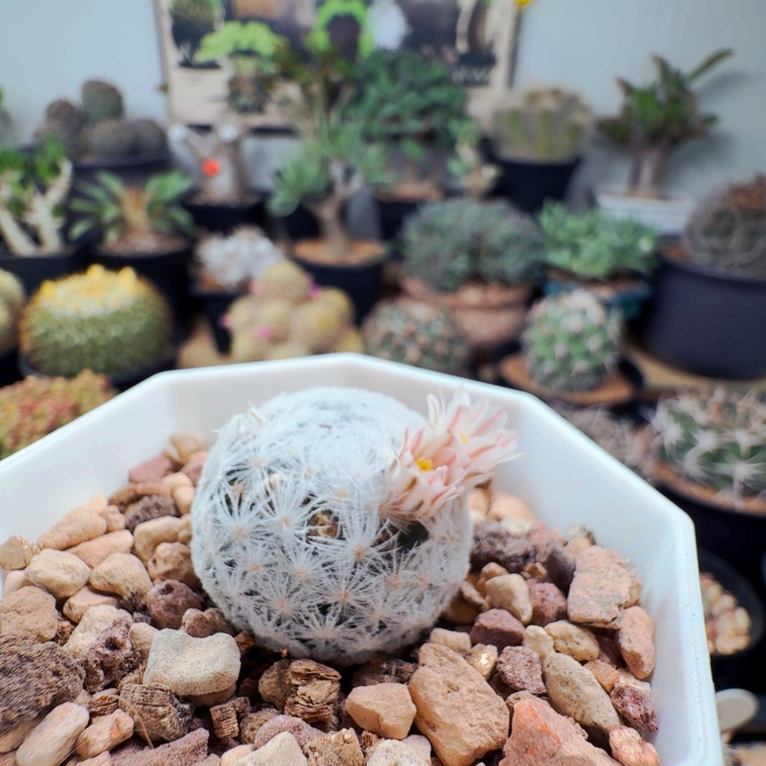 72实生羽姬玉仙人球