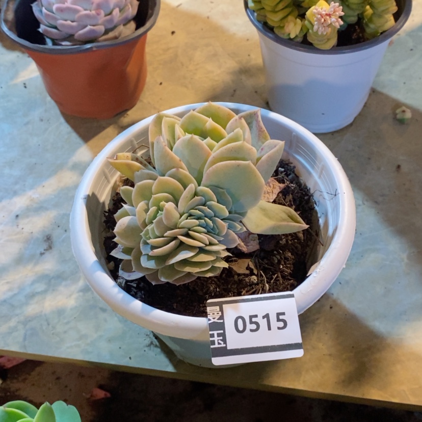 【闪购商品】多肉星娜塔缀0515